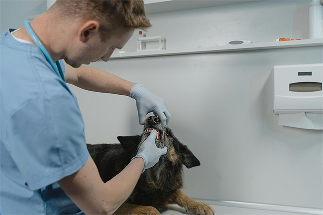 Higiene dental básica: tips y frecuencia