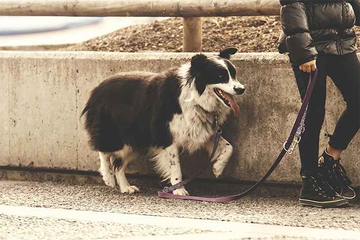 Paseo seguro: ¿arnés o collar?