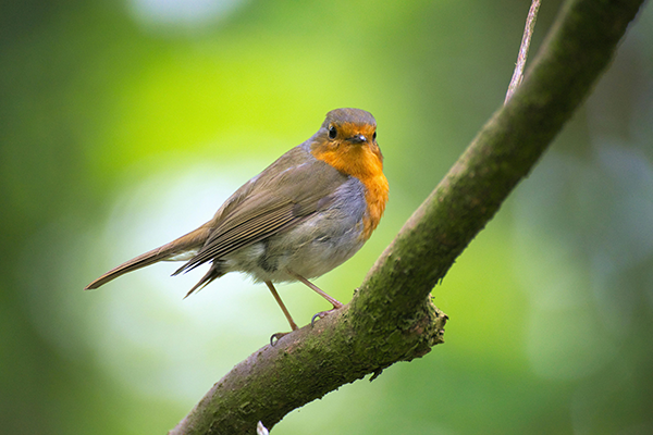 Alimento para Aves