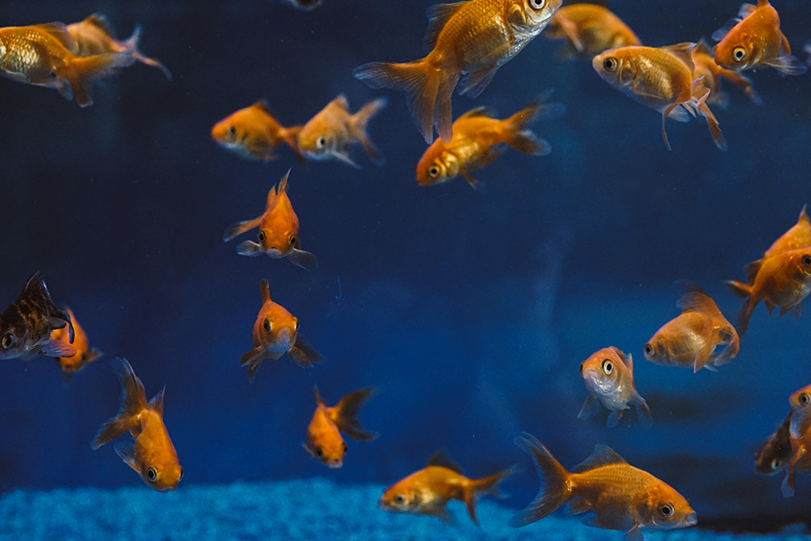 Alimento para Peces de Acuario