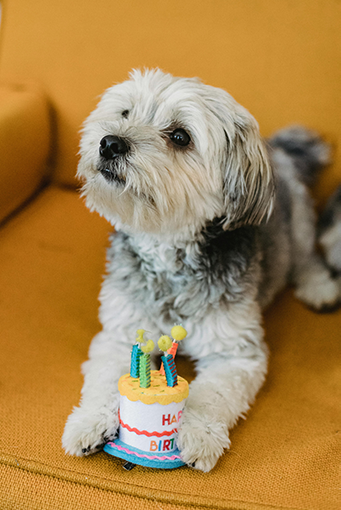 Pastel Especial para Perros