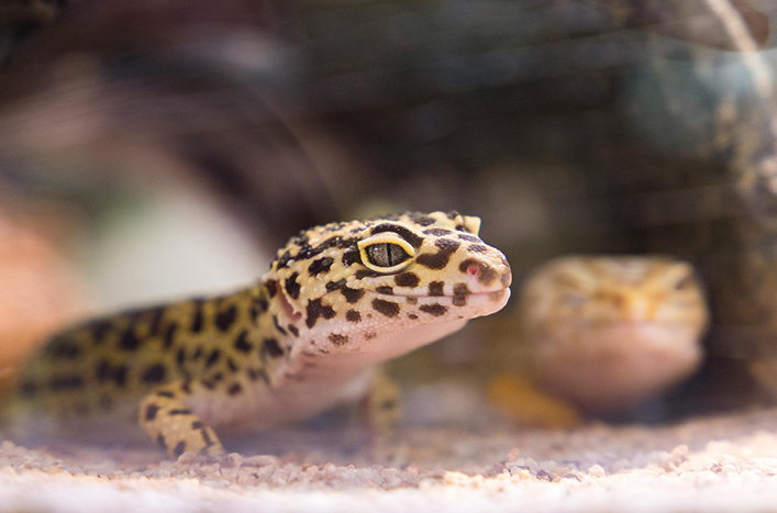 Alimento para Reptiles